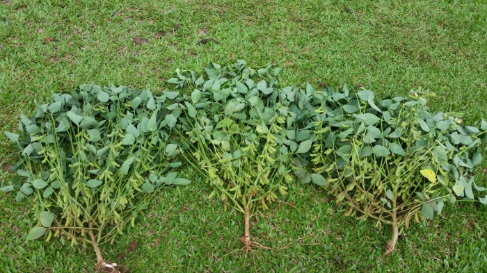 Imagem do dia - Soja em Trindade do Sul (RS). Enviado por Marcos Antonio Serafini