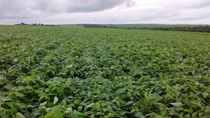 Imagem do dia - Lavoura de soja em São Miguel do Iguaçu (PR), do produtor Rodrigo Scheffer