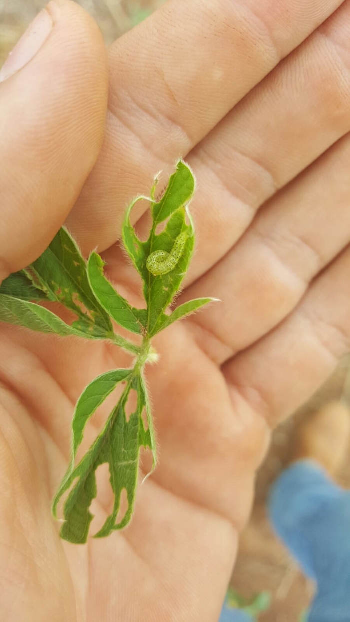 Imagem do dia - Lagarta da maçã na lavoura de soja em Gaúcha do Norte (MT). Enviado pelo Emerson Reis