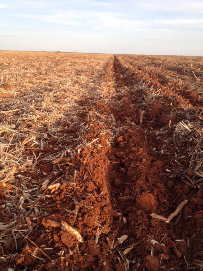 Imagem do dia - Plantio de milho em Canarana (MT), do produtor Raul Signorini