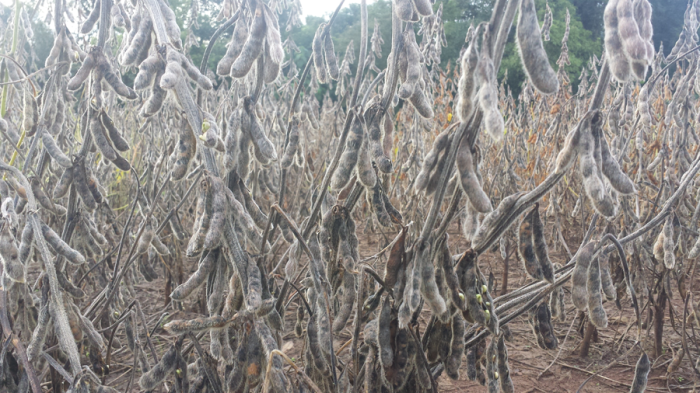 Imagem do dia - Lavoura de soja sentindo os efeitos do excesso de chuvas em Silveira Martins (RS). Enviado por Edney Zago