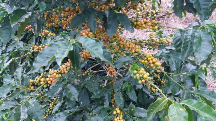 Imagem do dia - Lavoura de café catuaí com maturação adiantada em São Pedro da União (MG). Foto enviada por Fernando Barbosa