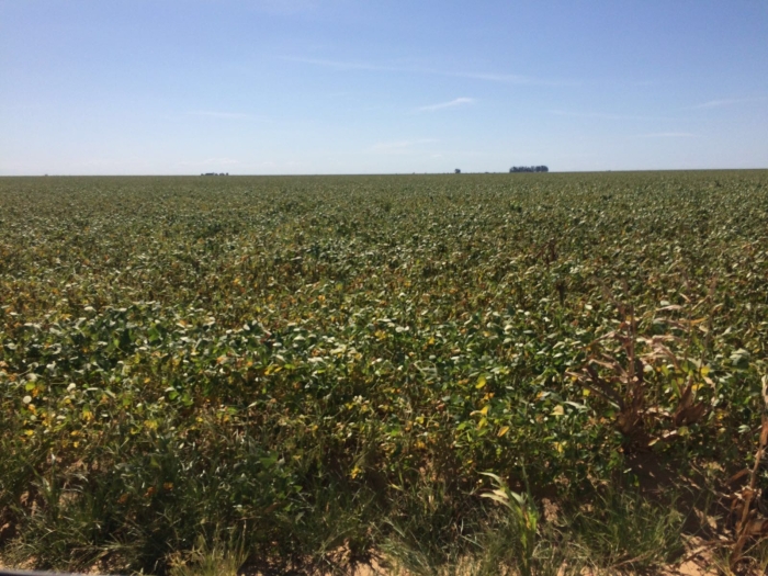 Imagem do dia - Lavoura de soja em Formosa do Rio Verde (BA)