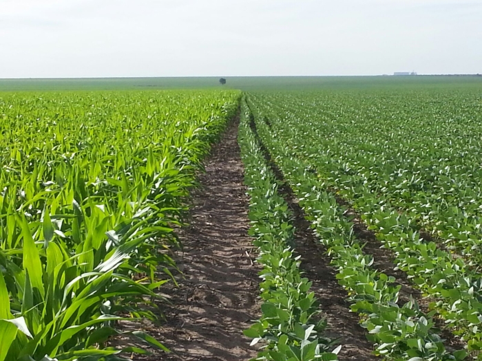 Imagem do dia - Lavouras de milho e de soja em Nova Santa Rosa (PI), do produtor Alcir Luiz Anghinoni