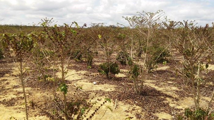 Imagem do dia - Lavouras de café sofrendo com a seca em Rio Bananal (ES). Enviado por Sérgio Nunes