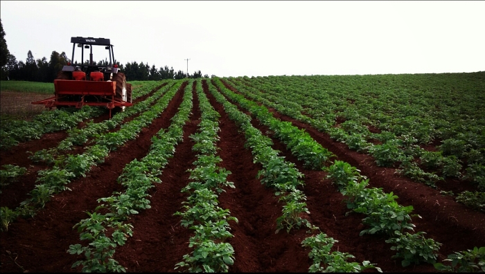 Imagem do dia - Lavoura de batata em Ibiraiaras (RS). Foto enviada por Maike Spada