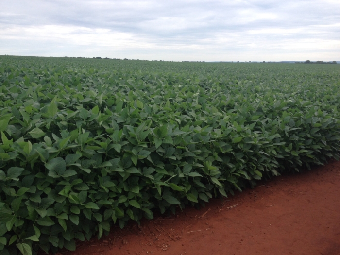 Imagem do dia - Lavoura de soja em Paraúna (GO), dos Irmãos Rossetti