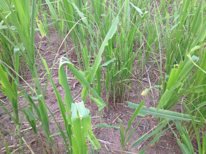 Lavoura de milheto em Uruçuí (PR). Enviada por Altair Fianco
