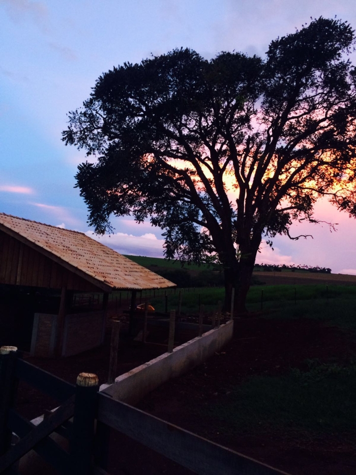 Imagem do dia - Entardecer em Rancho Alegre (PR), na Fazenda Água Nova