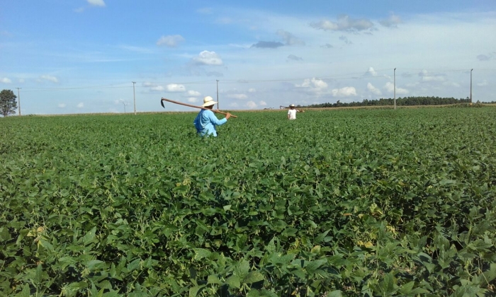 Imagem do dia - Lavoura de soja safrinha na Estância Teixeira, em San Alberto (PY)