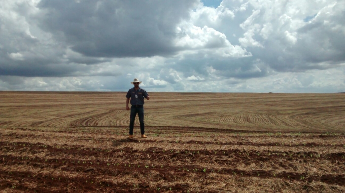 Imagem do dia - Plantio de milho em Corbélia (PR). Enviado pelo Técnico Agrícola Elton Bento
