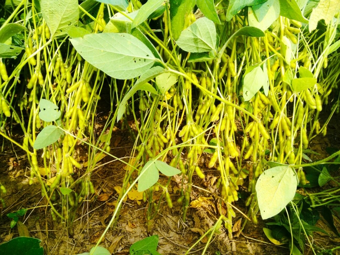 Imagem do dia - Lavoura de soja na Filadélfia, no estado norte-americano da Pensilvânia, nos Estados Unidos. Envio de Takeo Matsui