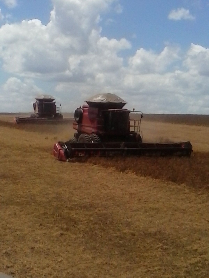 Imagem do dia - Colheita de feijão em Ibiá (MG), na Fazenda Cotovelo
