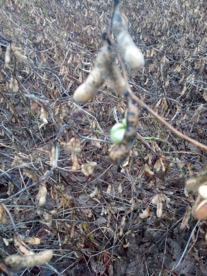 Imagem do dia - Lavoura de soja em São Miguel do Iguaçu (PR), do produtor Enio Scariot
