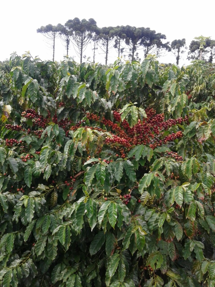 Imagens do dia - Lavoura de café em Rolândia (PR). Envio de Rivaldo Carmelo