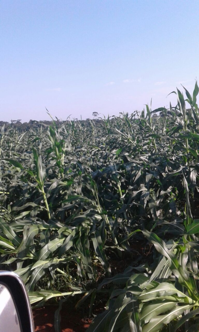 Imagem do dia - Lavoura de milho, após fortes ventos em Curuguaty (PY)