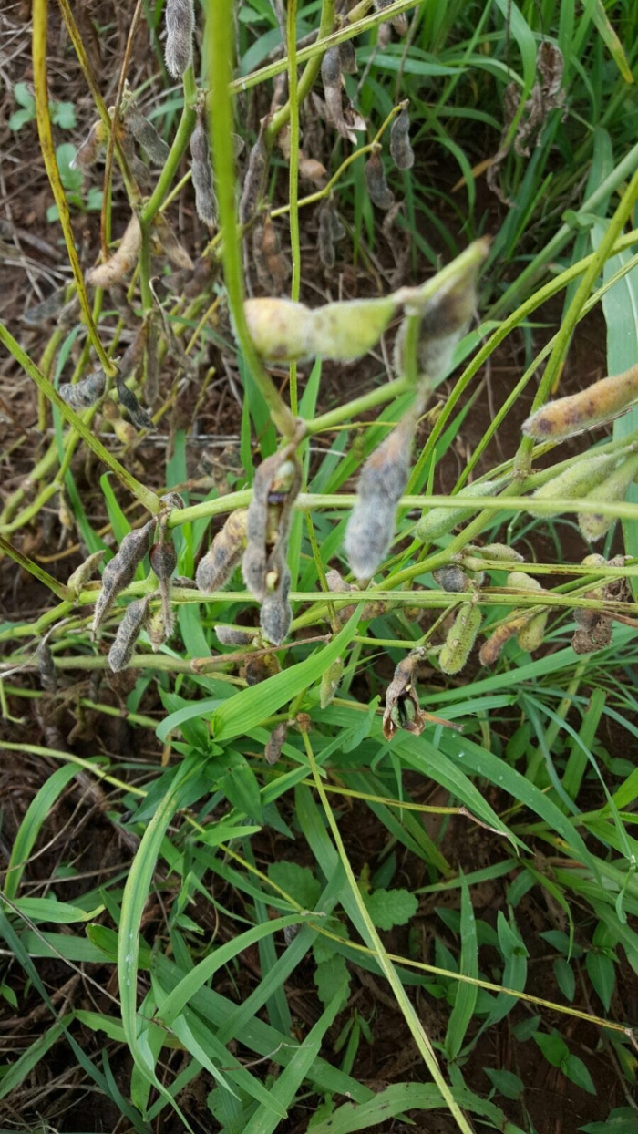Imagem do dia - Soja em Maringá (PR). Enviado por Alexandre França