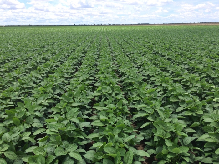 Imagem do dia - Lavoura de soja em Correntina (BA), na Fazenda São José, do produtor Ricardo Vieira Neves