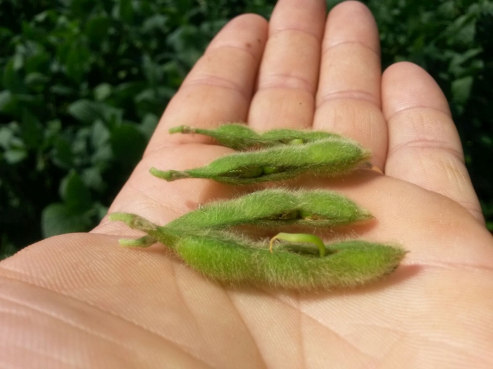 Imagem do dia - Lavoura de soja em Pontão (RS), da família Strehl
