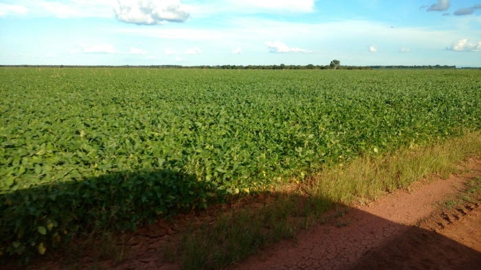 Imagem do dia - Lavoura de soja em Alvorada (TO), na Fazenda Nova Conquista