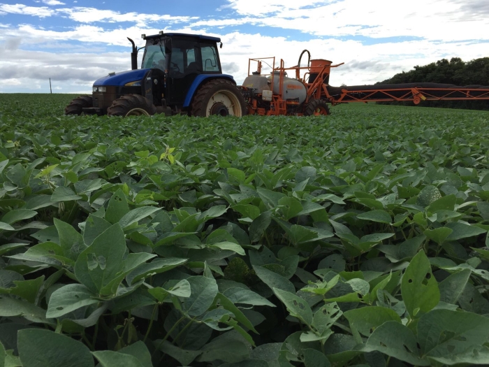 Imagem do dia - Lavoura de soja safrinha em Mariópolis (PR)