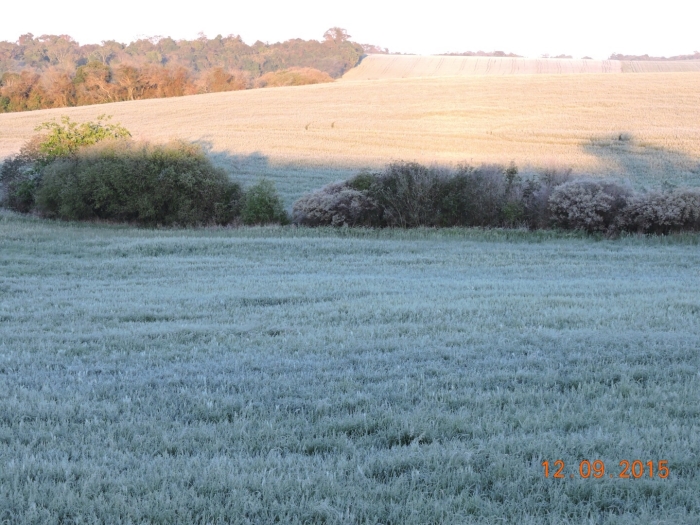 Imagem do dia - Geada em Não-Me-Toque (RS), com danos nas áreas mais baixas.  Enviada pelo Engenheiro Agrônomo Luís Eduardo Gehrke