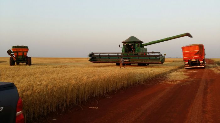 Imagem do dia - Colheita de trigo, na região de Katuetê (PY). Enviado pelo Engenheiro Agrônomo Clayton Segura