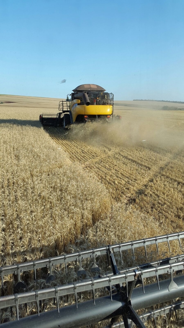 Imagem do dia - Colheita de trigo em San Roque (PY). Enviado por Jian Lazzarotto