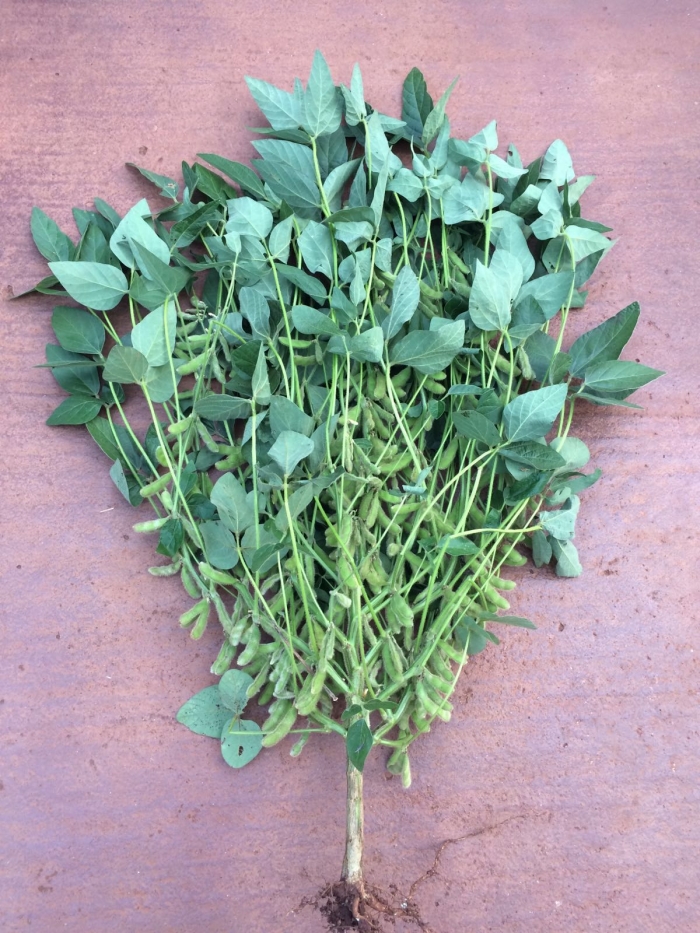 Imagem do dia - Soja em Quatro Irmãos (RS), do produtor Valdir Poganski