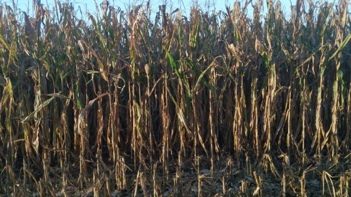 Imagem do dia - Colheita de milho safrinha em Prado Ferreira (PR), da Família Lima