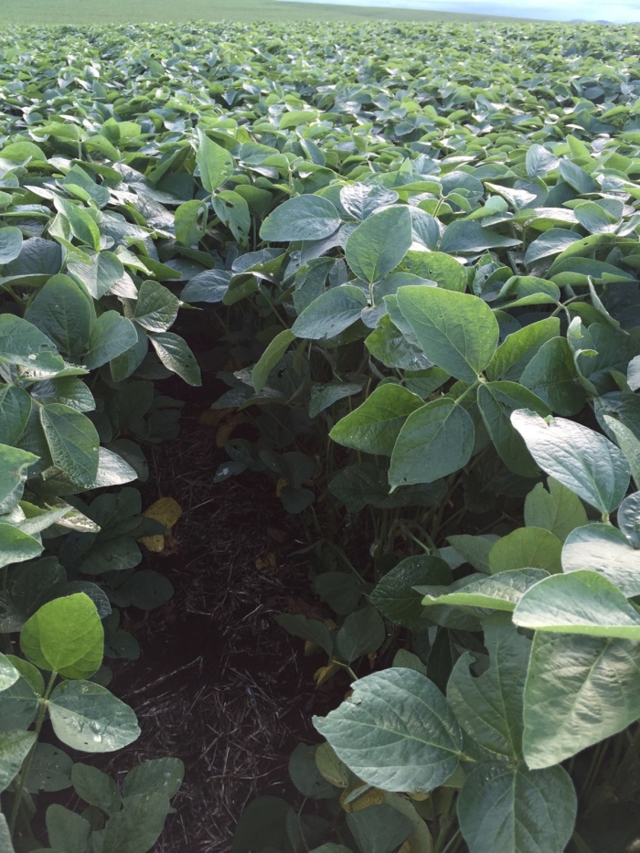 Imagem do dia - Lavoura de soja safrinha em Mariópolis (PR)