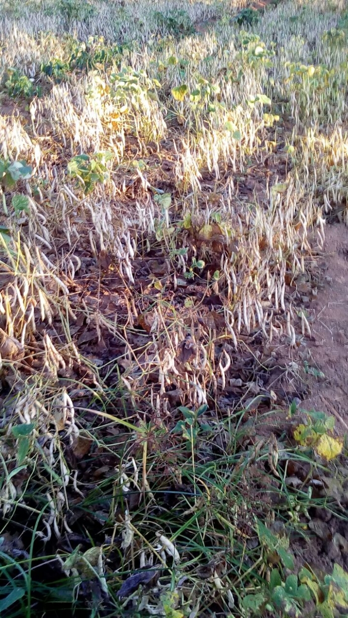 Imagem do dia - Lavoura de feijão bolinha em Boa Esperança (MG). Enviado por João Antônio Freire