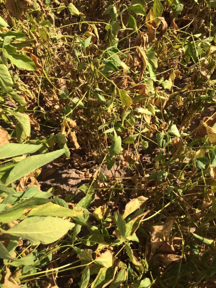 Imagem do dia - Lavoura de soja em Jaborandi (BA), do produtor Gustavo Kudiess