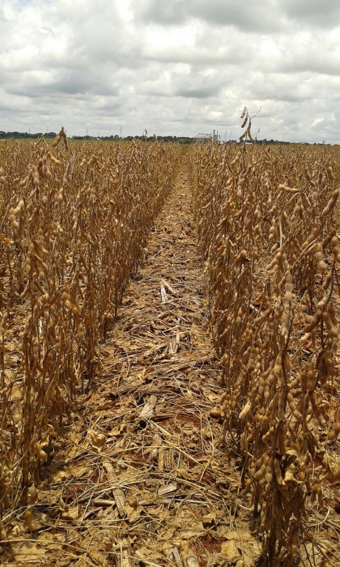 Imagem do dia - Lavoura de soja em San Alberto (PY), do produtor Julio César de Sá