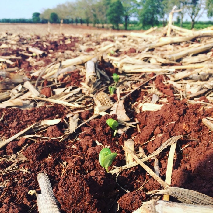 Imagem do dia  - Lavoura de soja em Rancho Alegre (PR), na Fazenda Água Nova