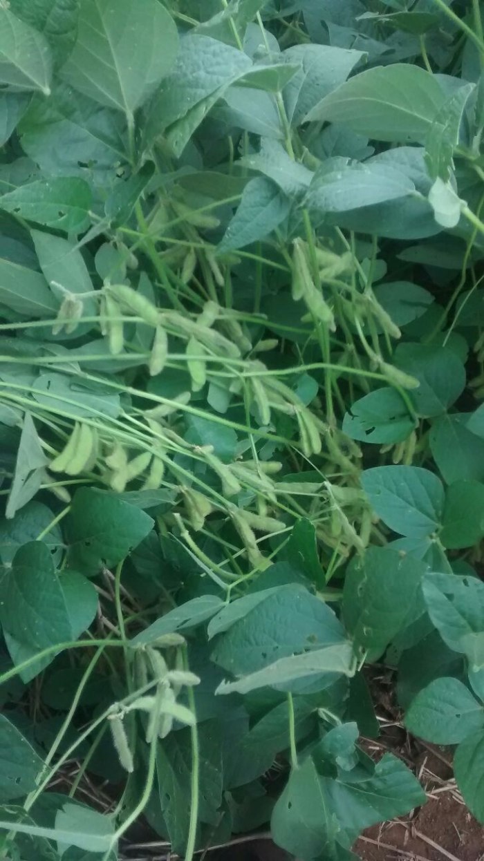 Imagem do dia - Lavoura de soja em Campo Mourão (PR), do produtor Henderson Kivel