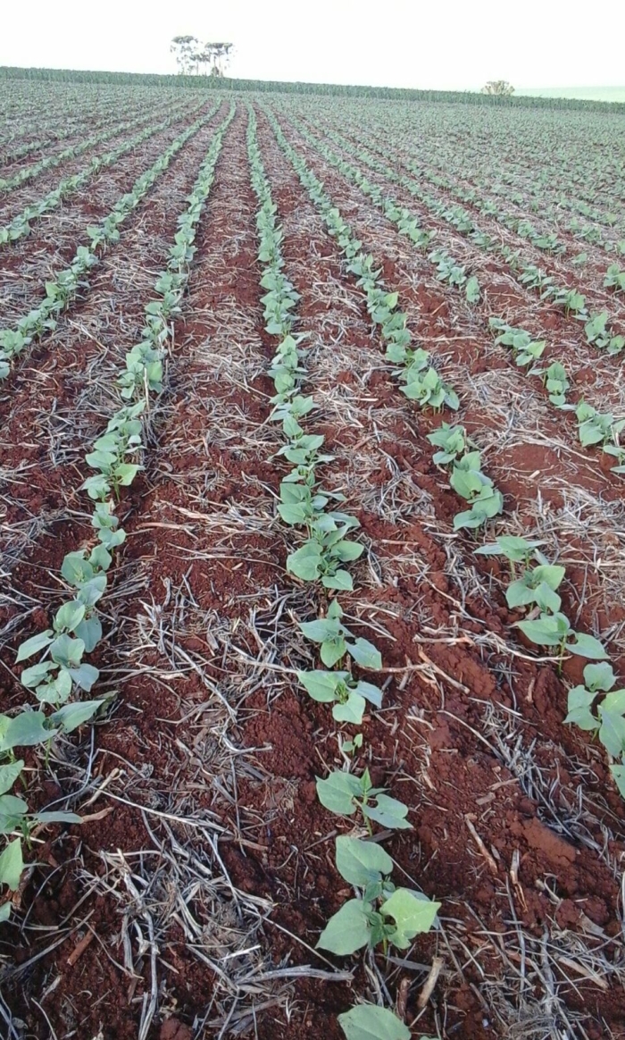 Imagem do dia - Lavoura de feijão safrinha em Palmitolândia (PR). Imagem do Engenheiro Agrônomo Vargas