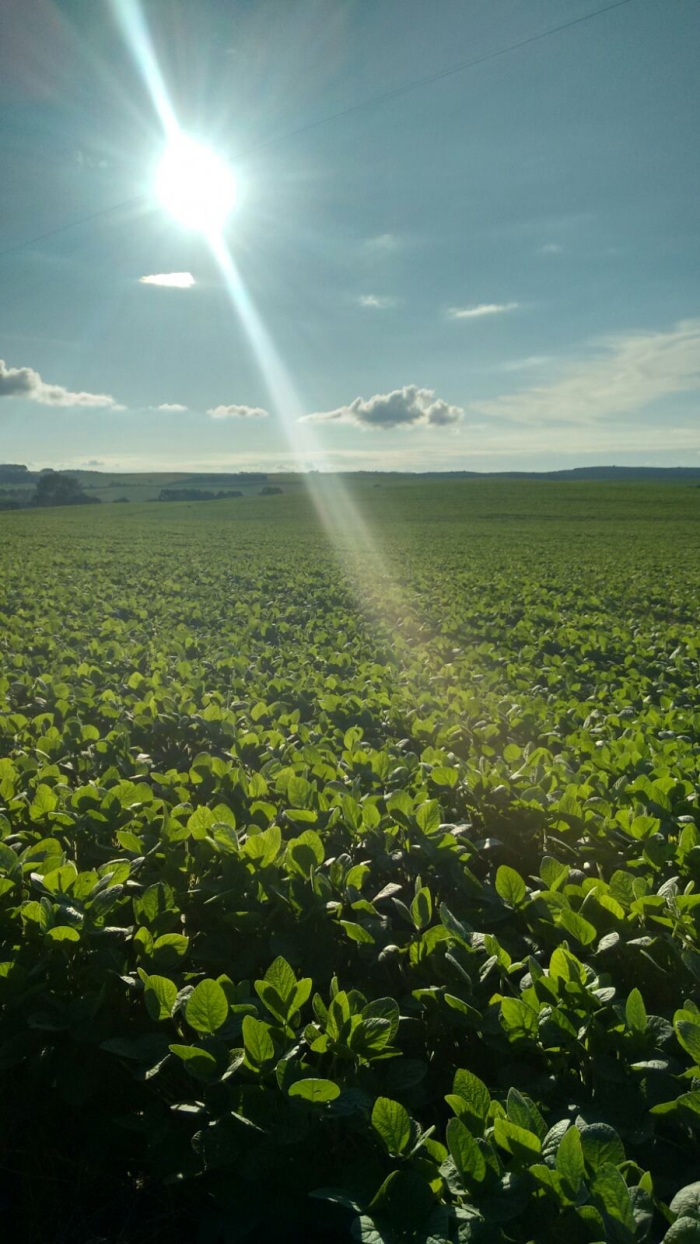 Imagem do dia - Lavoura de soja em Mangueirinha (PR)