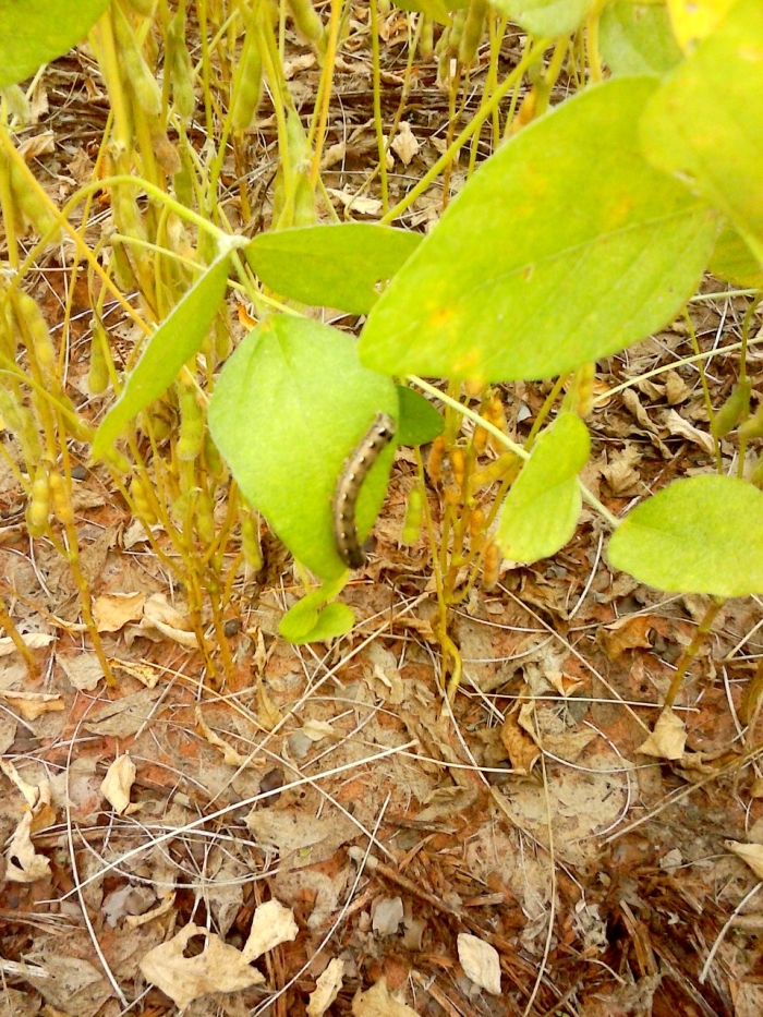Imagem do dia - Lagarta na lavoura de soja em Ubirajara (SP)