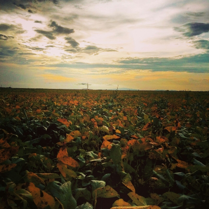 Imagem do dia - Lavoura de soja em Boa Vista (RR), enviado por Aluízio Nascimento da Silva