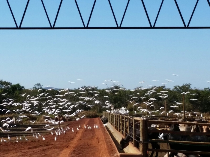 Imagem do dia - Confinamento em Presidente Olegário (MG)