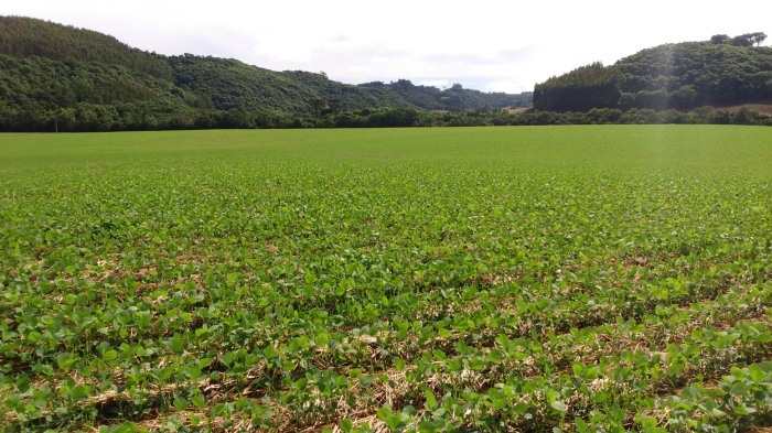 Imagem do dia - Lavoura de soja em Vila Lângaro (RS). Enviado por Brauner Zanchetta