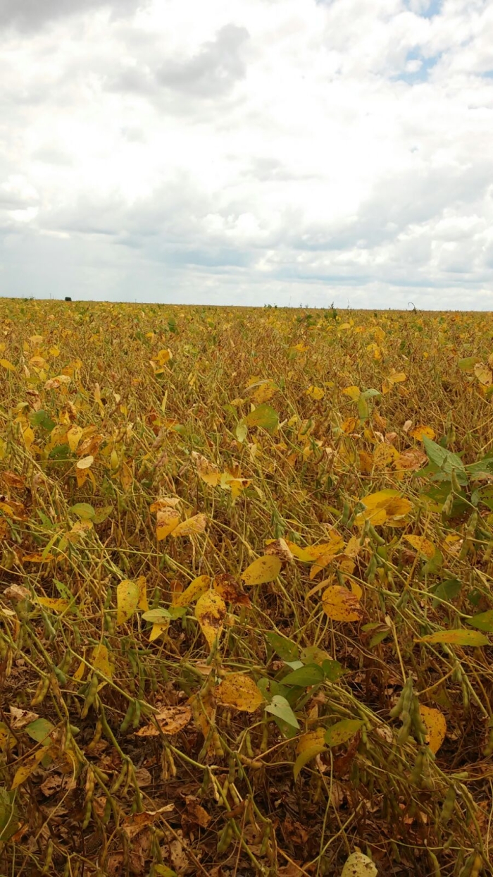 Imagem do dia - Lavoura de soja em Cristalina (GO). Enviado por Edson Brito