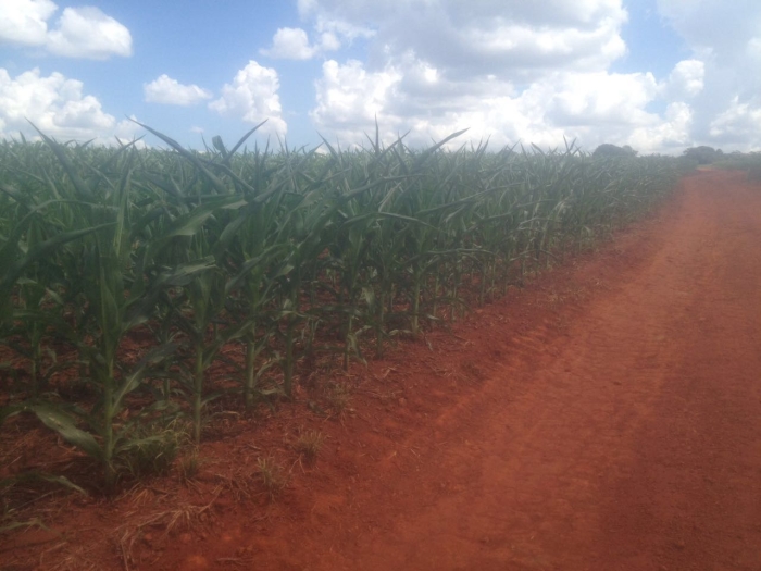 Imagem do dia - Lavoura de milho safrinha em Jataí (GO). Enviado por Lucas Maggioni