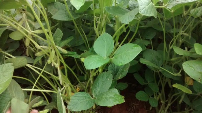 Imagem do dia - Lavoura de soja em Campos Borges (RS), do produtor Luiz Carlos Coraza