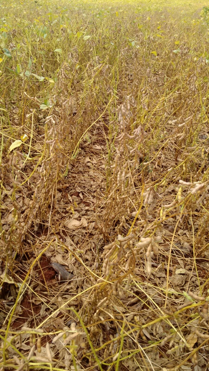 Imagem do dia - Lavoura de soja em Ibiporã (PR), do produtor Ricardo Ferreira