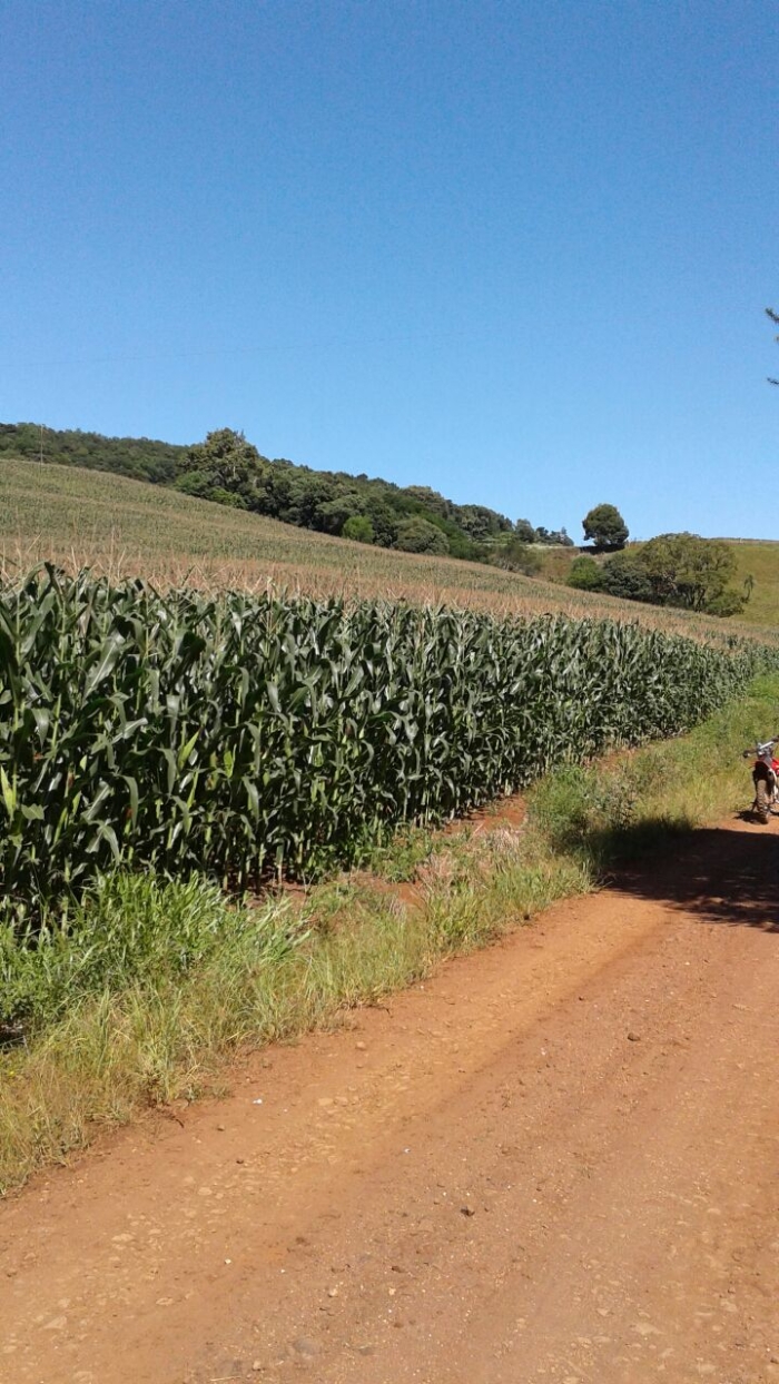Imagem do dia - Lavoura de milho safrinha em Coronel Vivida (PR), na propiedade de Robson Daros