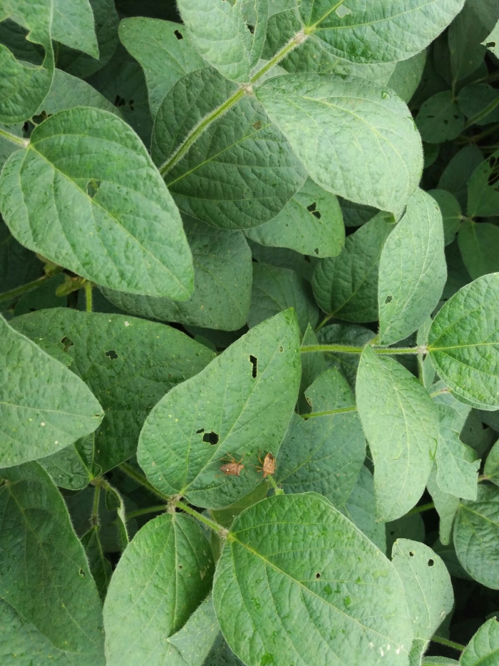 Imagem do dia - Infestação de percevejos na lavoura de soja em Araxá (MG), do produtor Luciano Centenaro. Enviada pelo Técnico Agrícola Marcos Aurélio