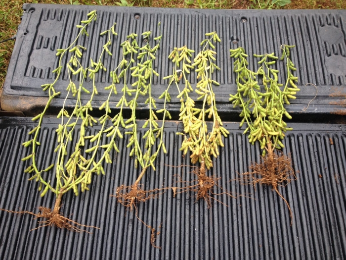 Imagem do dia - Soja em Concórdia (SC), na propriedade de Valmir Gasperini