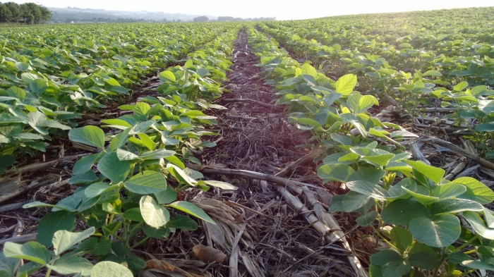Imagem do dia - Lavoura de soja em Medianeira (PR), do produtor Jair Berta